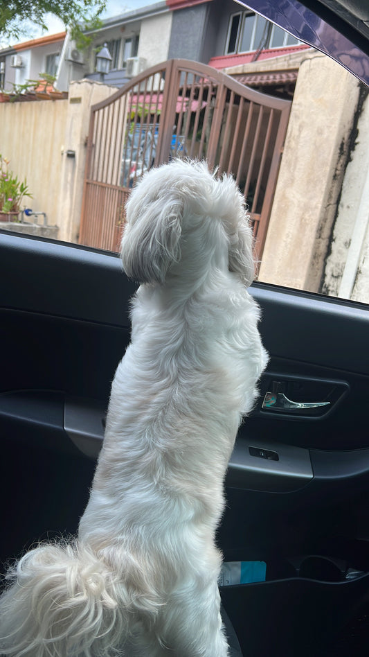 9 things I learn about life from Gigi [Part 2]