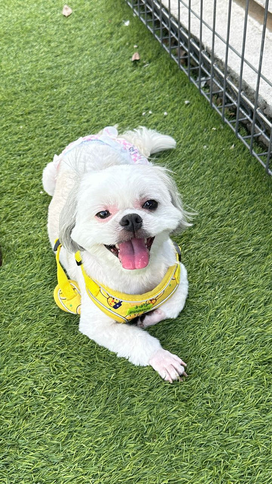 Shihtzu 
