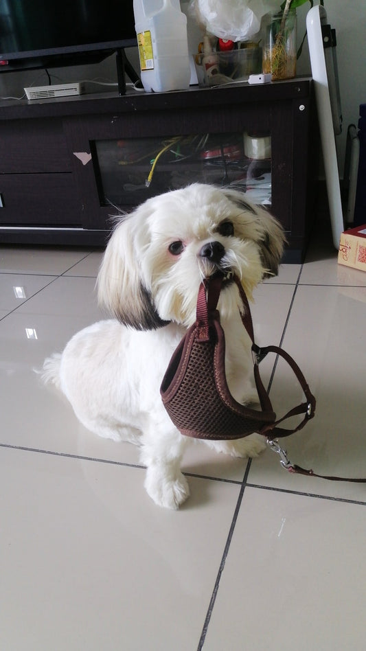 When You Assume, You Close Doors. My Dog Helped Me Open Them Again